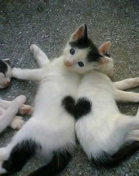 love-cat-1.jpg