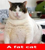 fat-cat.jpg