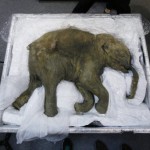 Lyuba the 42,000 year old baby mammoth – photos
