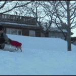 Dogs being dicks – the best gifs
