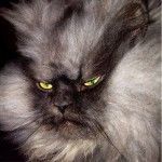 Colonel Meow is the internet’s angriest cat – 13 photos