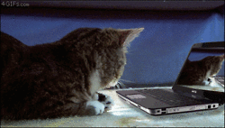 Cat owners – these 40 Gifs are for you