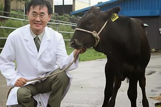 cloned bull Scientist attacked by the bull he cloned