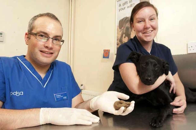fake poo Dundee dog needed emergency operation after eating fake poo