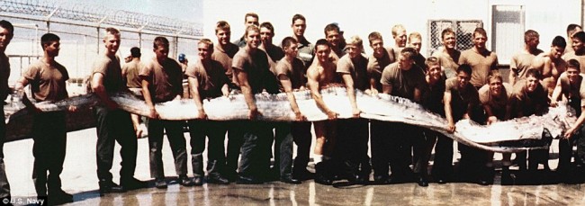 1996 Massive oar fish washes up in California   weve seen its like before