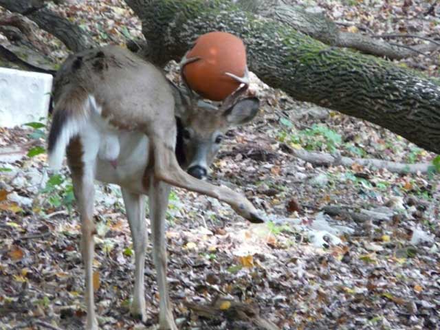 Deer with basketball antlers Deer get basketball stuck in antlers after multi point shot