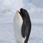 Killer Penguins: New Animal Species Found On The Internet