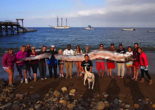 massive fish Massive oar fish washes up in California   weve seen its like before
