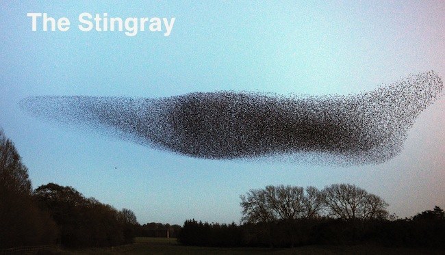 Starlings in Gretna