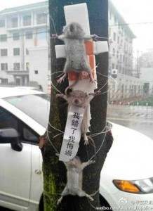 crucified rats china