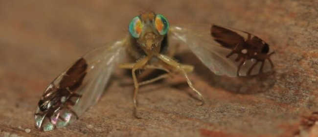 fruit fly ants The Amazing Three In One Goniurellia Tridens Fruit Fly