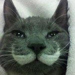 Meowvember: The Best Cats With Moustaches