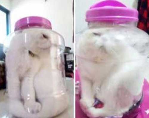 cat jar Princeton Student Kiki Lin Screws Her Eponymous Cat Into A Jar