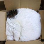 The Tao Of Cats: 15 Cats Sleeping Anywhere