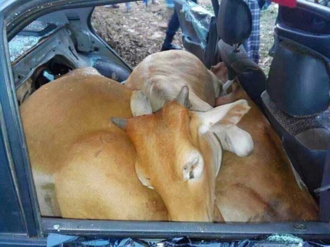 car cows 2