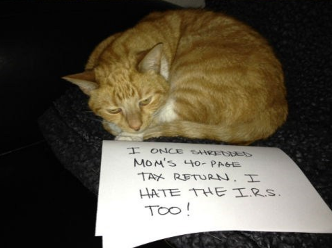 cat shaming 116