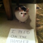 Cat Shaming: Humans Try To Make Cats Look Less Spiteful And Cruel