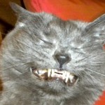 Cats Sneezing – 10 Photos of Cats Mid-Sneeze