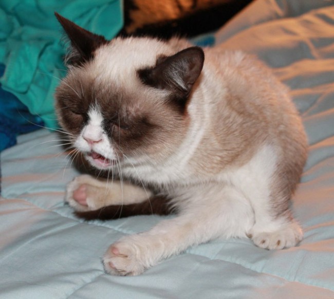 sneezing cats 9