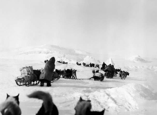 Following a crash of General Umberto Nobile's airship Italia, rescue efforts are underway. This photo, taken by Anthony Fiala, explorer, shows dog travel in the region where NobileÂs party is down in the Franz Josef archipelago, Russia, June 16, 1928.