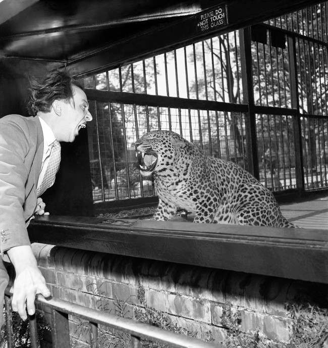 It's a battle of fangs when comedian meets leopard at Bristol Zoo, where Ken Dodd snaps his £10,000 gnashers virtually in the face of the fearsome Larry. Fortunately, there's a strong glass screen between them. Because he reckons his prominent front teeth are his fortune, Ken has insured them for £10,000. The Birmingham insurance broker who accepted the risk has laid down two important conditions. Ken must not ride a motorcycle, take part in vigorous sports - or eat seaside rock.  Date: 06/06/1957 