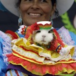 Peru’s Guinea Pig Festival In Photos: Playing With Your Food