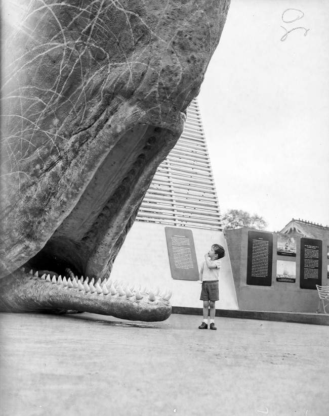 A young boy stares at a model of a Sperm Whale during the 'Month of the Whale' exhibition at London Zoo. Date: 23/05/1955