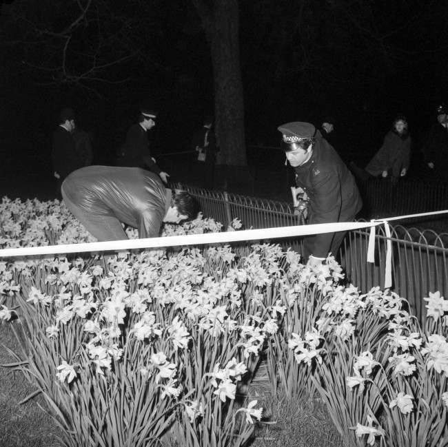 oon after attempted kidnap of Princess Anne, police officers search among the daffodils blooming at the side of the Mall. T