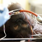 Vicky The 29-Year-Old Orangutan Undergoes A Sinus Operation In Chester (Photos)