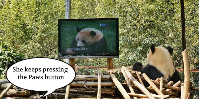 panda1 Bored Panda: Lonely Scarlett Is Given A TV To Watch  