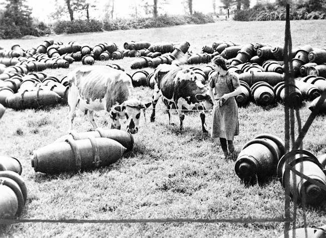 A French dairymaid leads her cows across a meadow filled with R.A.F., 1,000 lb, bombs in Normandy, France in August 1944. These bombs were not fused, they have just been unloaded and will later be stacked. (AP Photo)