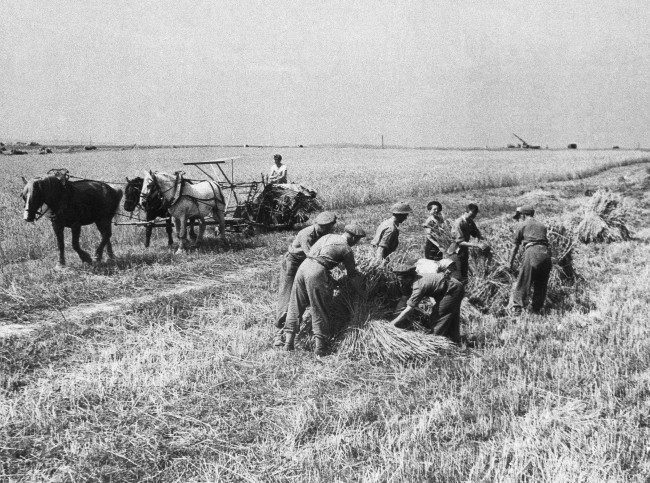 Harvesting has been in full swing in Normandy, and in spite of the war a good harvest was anticipated. Reapers everywhere, cutting the wheat in the midst of all kinds of machines of war, have carried on. British soldiers, off duty, have in many instances helped with the harvesting. The Germans had put barbed wire in abundance through the crops. The wire had to be carefully cleared away before the reapers could begin. General view of reapers at work with British soldiers helping French farmers in France on August 16, 1944. (AP Photo)