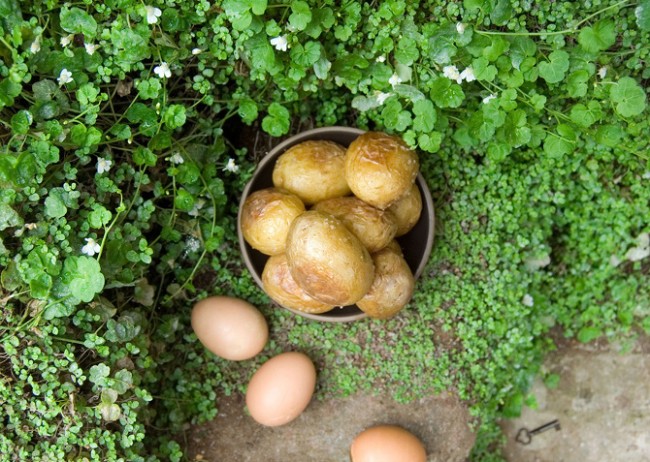 The Secret Garden by Frances Hodgson Burnett, 1910-1911 'Roasted eggs were a previously unknown luxury and very hot potatoes with salt and fresh butter in them were fit for a woodland king—besides being deliciously satisfying.'