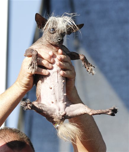 SweePee Rambo, a Chihuahua/Chinese Crested mix, is held by the owner, during World's Ugliest Dog Contest, at the Sonoma-Marin Fair, Friday, June 20, 2014, in Petaluma, Calif. (AP Photo/George Nikitin)