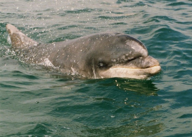 Dolphin4