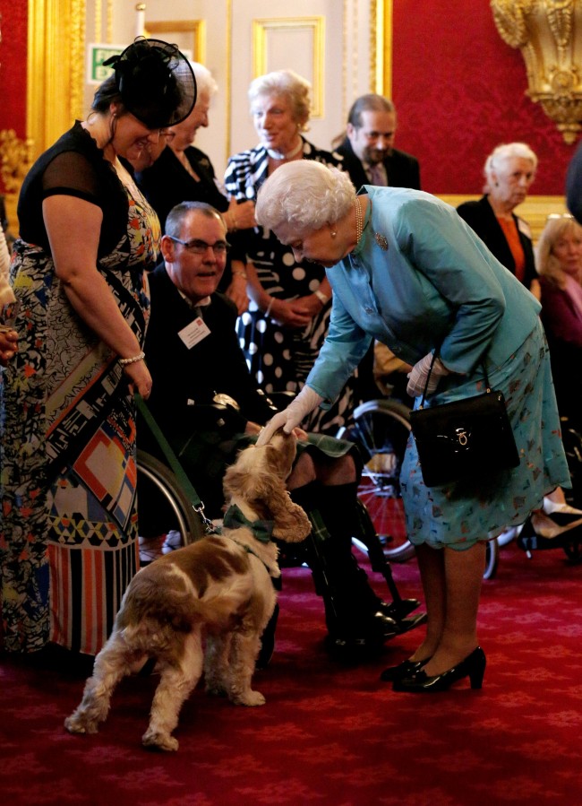 Queen Elizabeth II pets Harris, a PAT dog, during a reception for Leonard Cheshire Disability in the State Rooms, St James's Palace, London. Picture date: Thursday May 29, 2014. Photo credit should read: Jonathan Brady/PA Wire Ref #: PA.19965192  Date: 29/05/2014