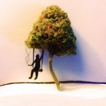 Fun With My Marijuana Bonsai Tree (Photos)