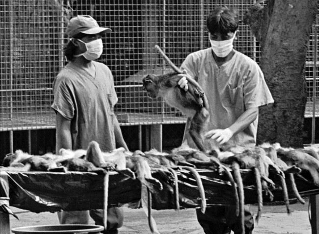 Government veterinarians line up dead monkeys after administering lethal injections Thursday, Jan. 30, 1997 at Ferlite Farms in Calamba, Laguna province south of Manila. More than 600 monkeys in the farm were ordered killed following the discovery of an Ebola virus strain from two of them which were shipped to the US for scientific research. (AP Photo/Mark Penaranda)