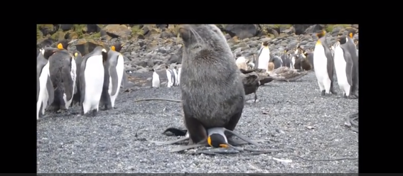 seal penguin