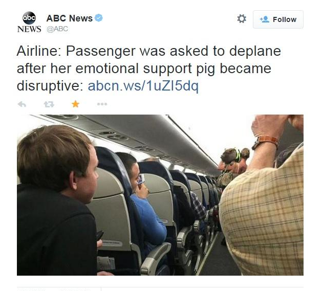 Airline: Passenger was asked to deplane after her emotional support pig became disruptive: