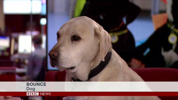 dog on the telly