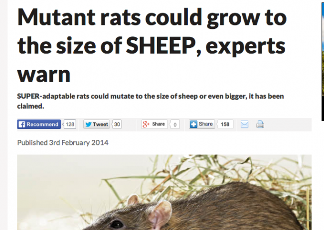 killer giant invading german scottish rats britain daily star, daily express tabloids