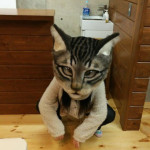 Where to see this – the world’s greatest cat mask