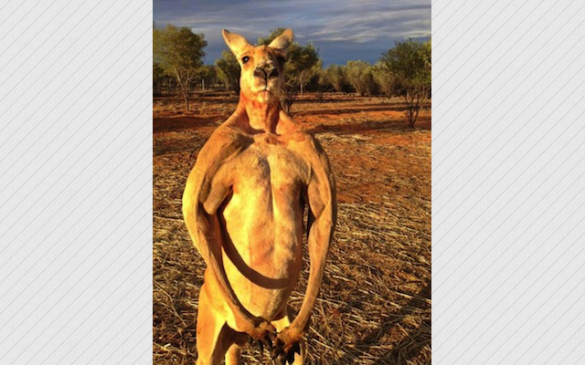 roger the kangaroo