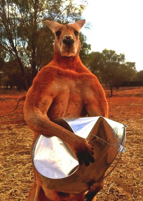 Roger the kangaroo