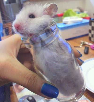 hamster bottle refuge