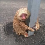 Cute warning: police help sloth cross the road