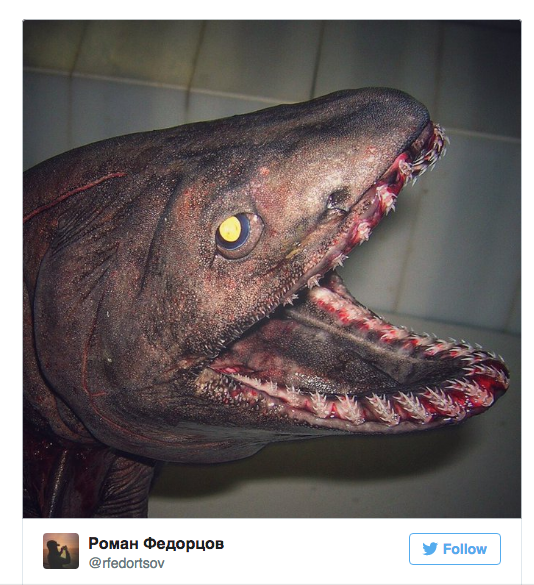 hideous strange weird fish