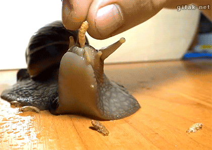 Snail gif eating 