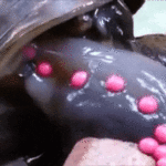 Apple snail lays eggs and introduces its pals in Gifs